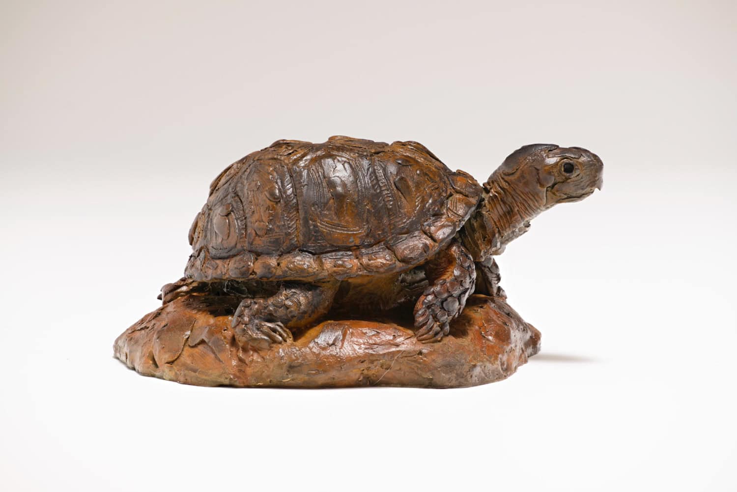 Box Turtle - by artist Paul Rhymer – Turner Fine Art