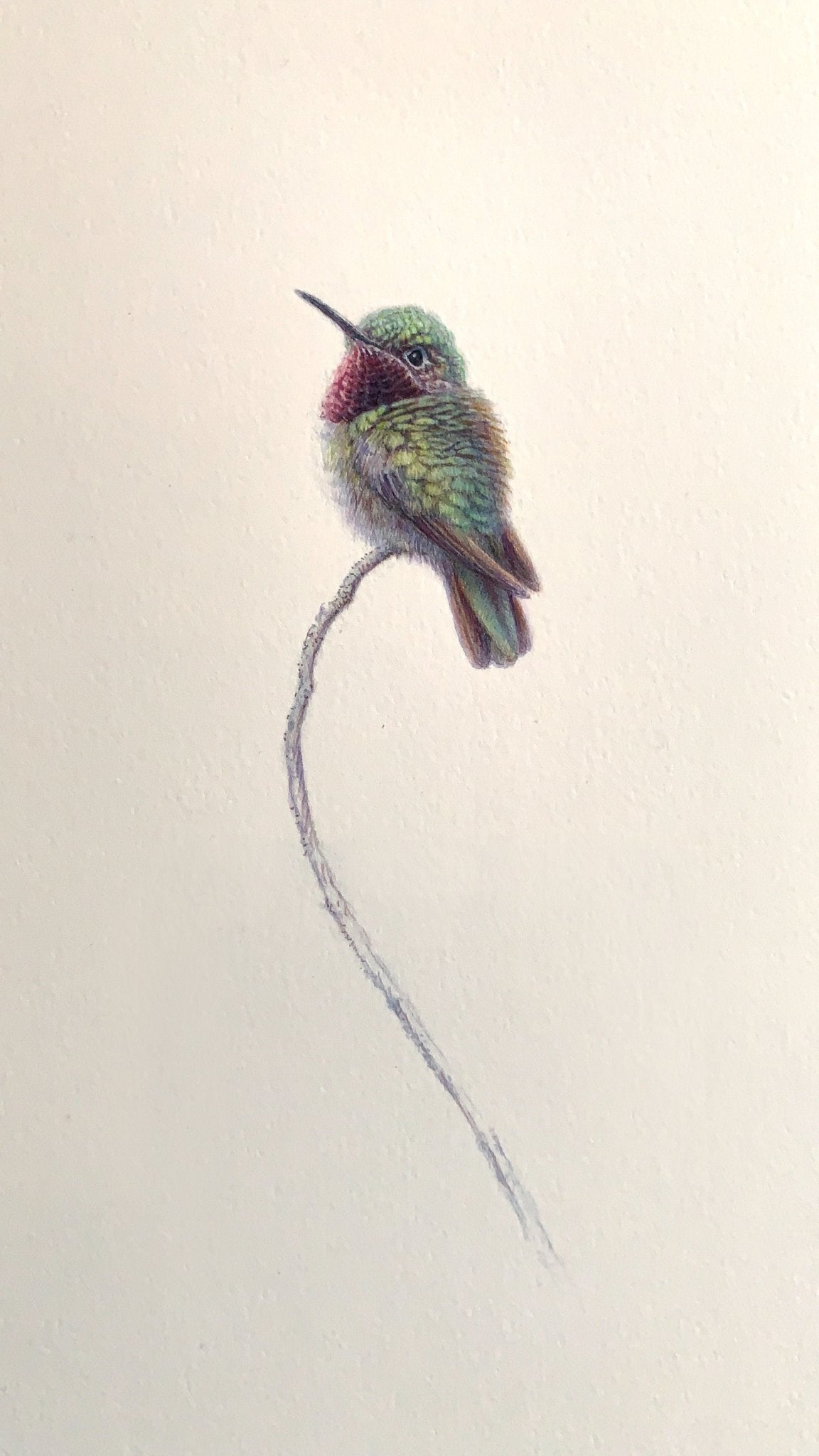 Broad Throated Hummingbird - by artist Renso Tamse – Turner Fine Art