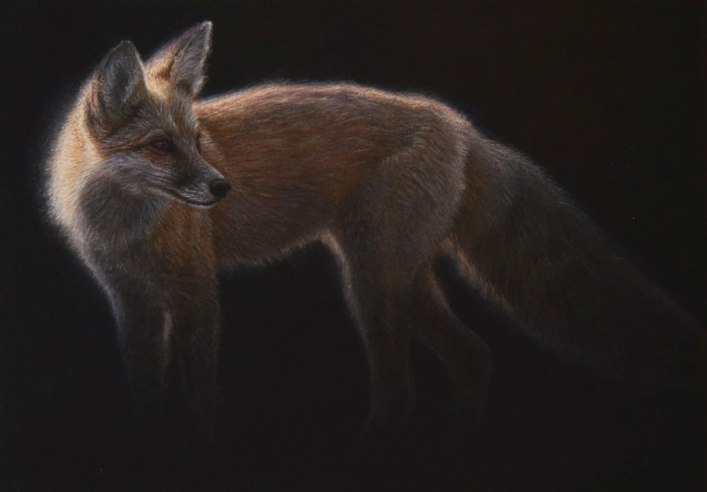 Flamy Fox - by artist Renso Tamse – Turner Fine Art