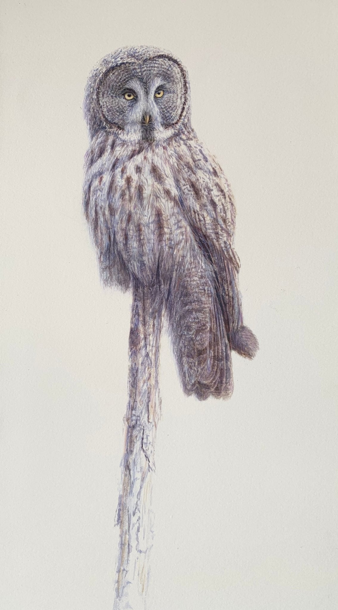 Great Grey - by artist Renso Tamse – Turner Fine Art