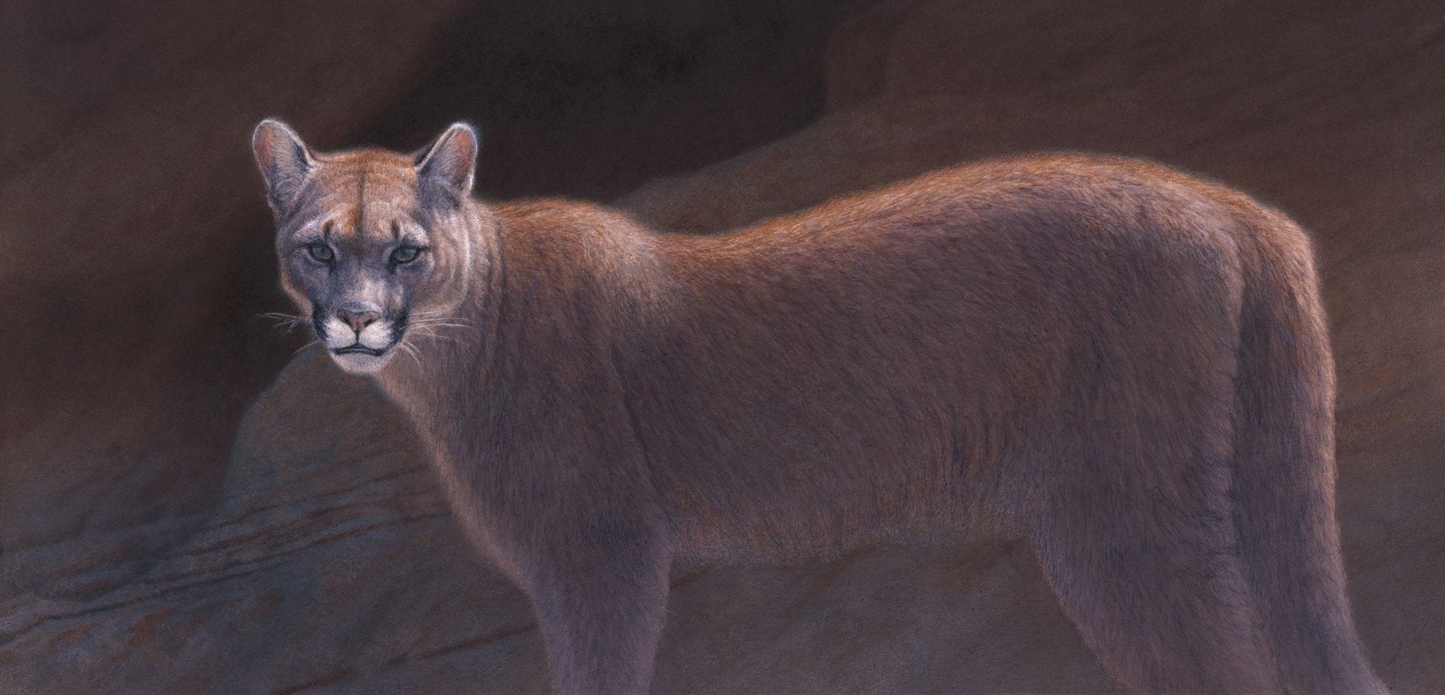 Mountain Lion - by artist Renso Tamse – Turner Fine Art