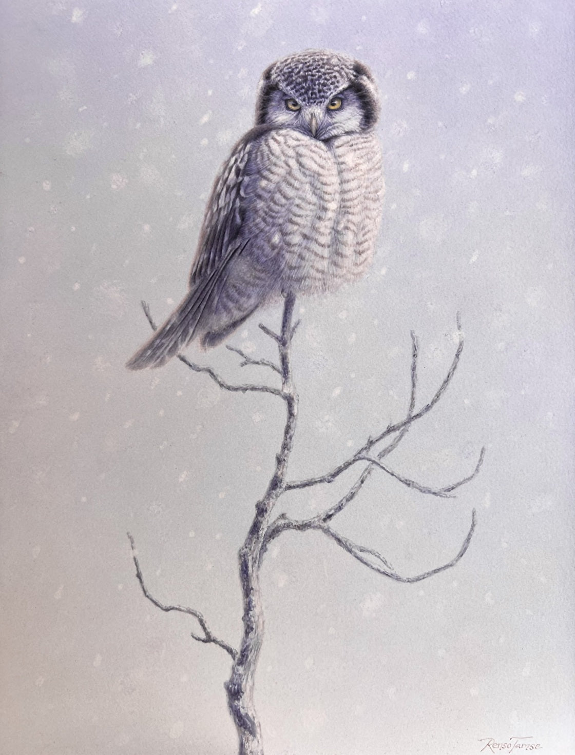 Northern Hawk Owl - by artist Renso Tamse – Turner Fine Art