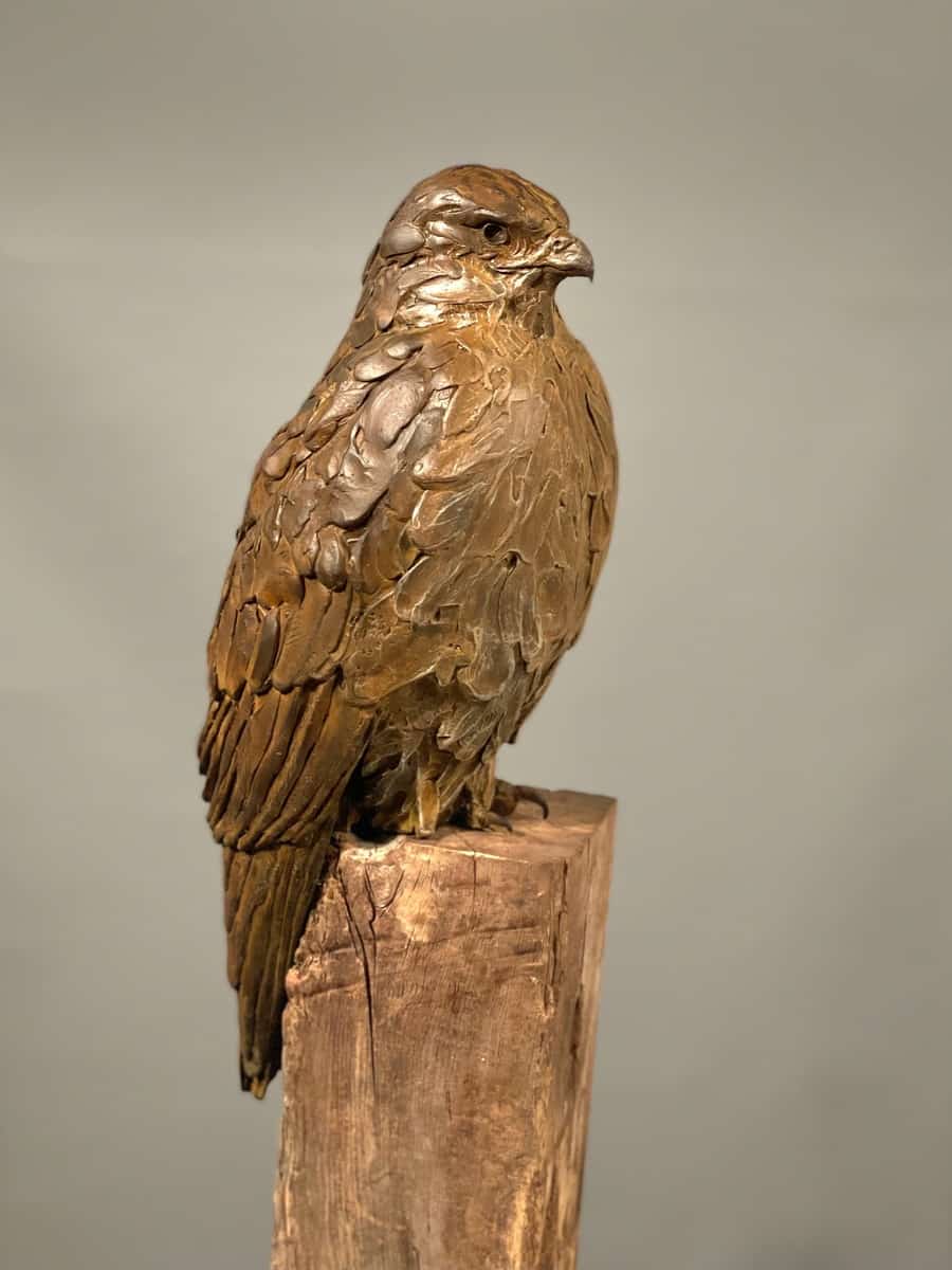 Redtail Hawk - by artist Paul Rhymer – Turner Fine Art