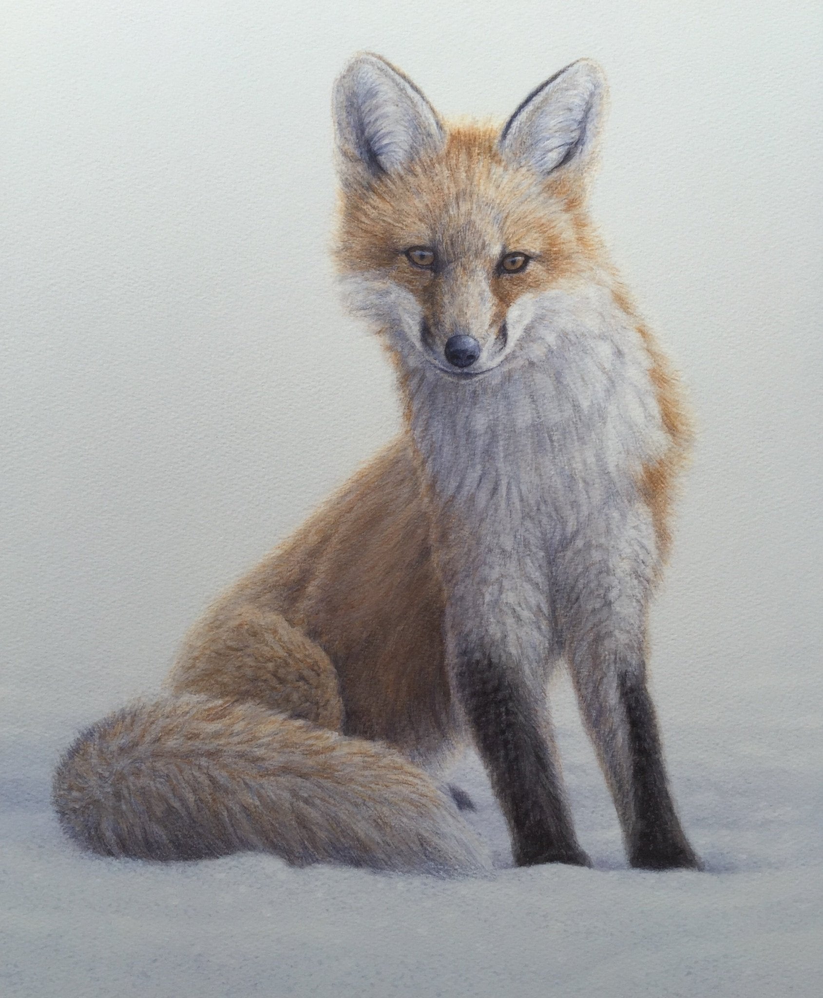Snowgame Fox - by artist Renso Tamse – Turner Fine Art