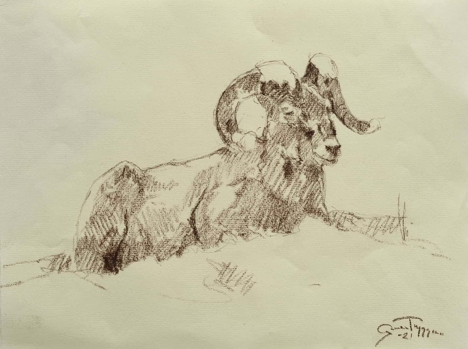 Snowy Ram Study - by artist Gunnar Tryggmo – Turner Fine Art