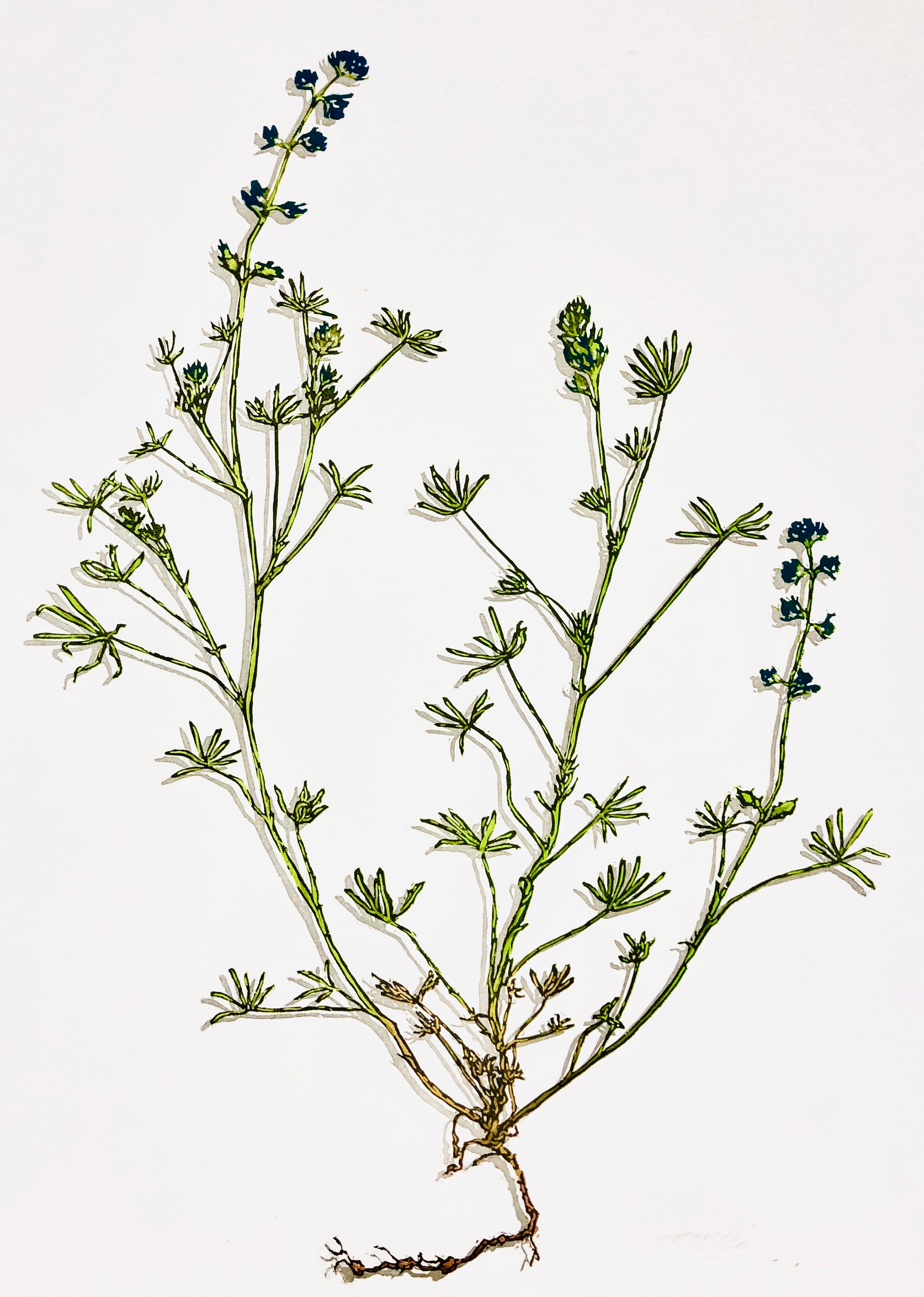 Lupinus Bicolor