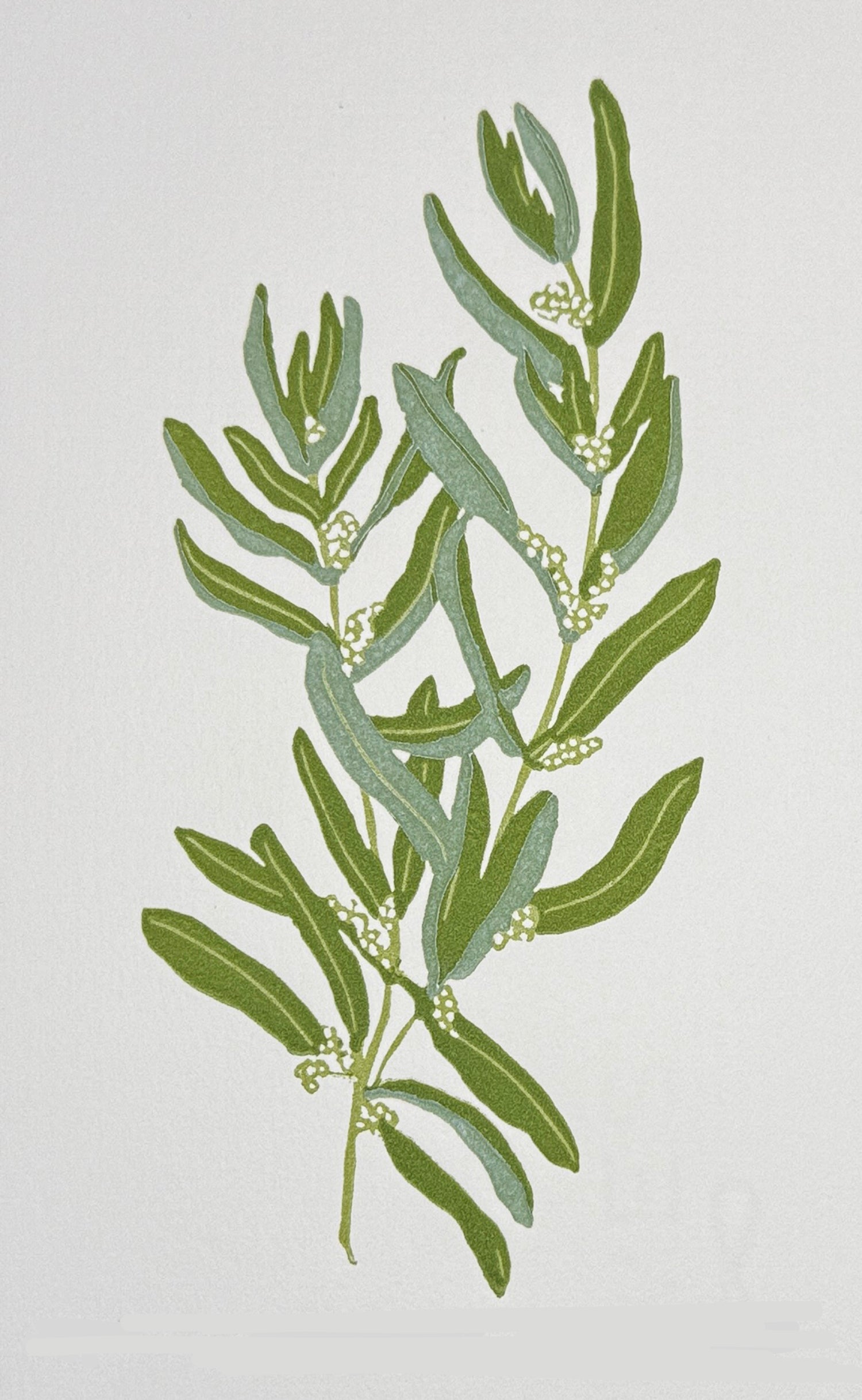 Olive Spring