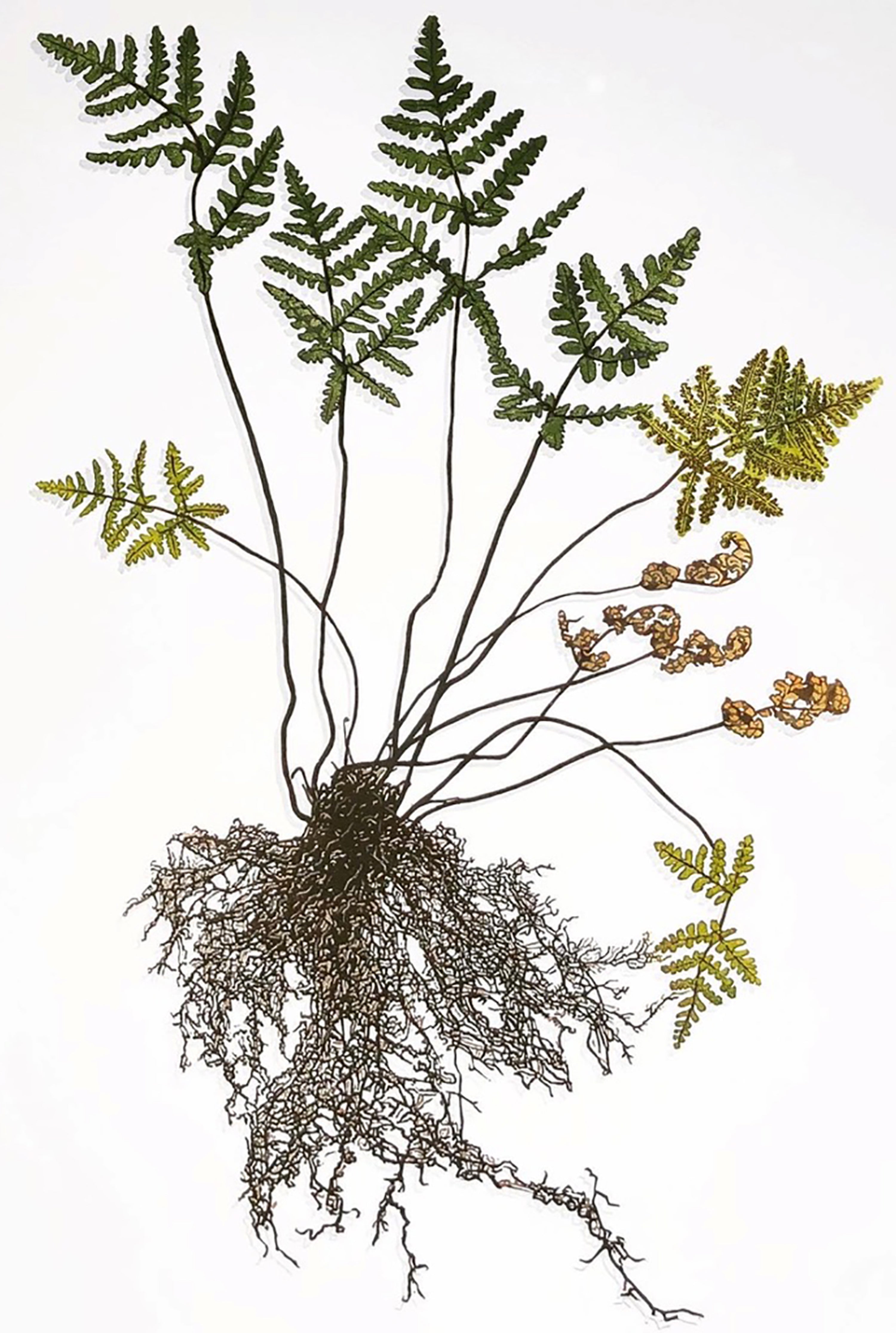 Pentagramma Triangularis