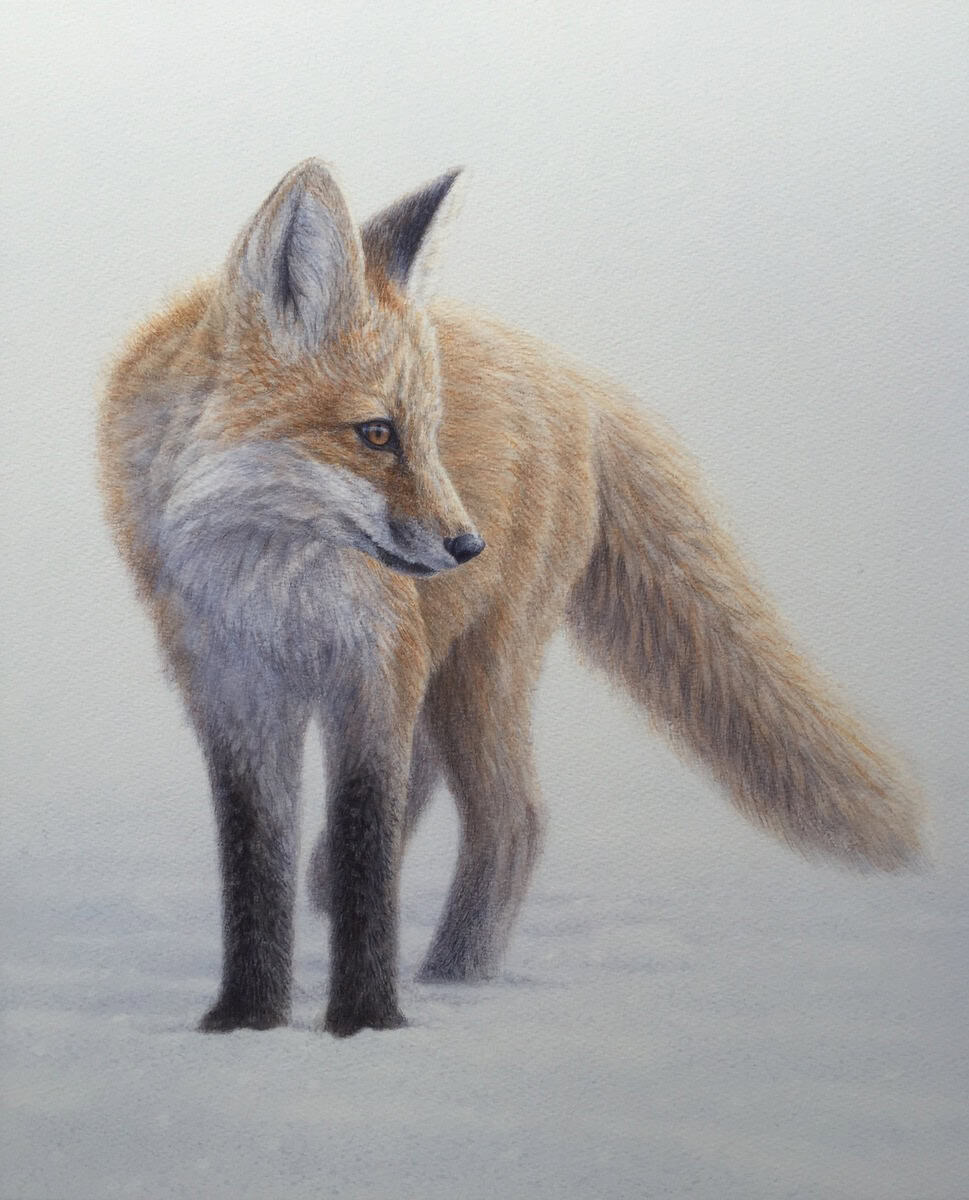 Brother Fox - by artist Renso Tamse – Turner Fine Art