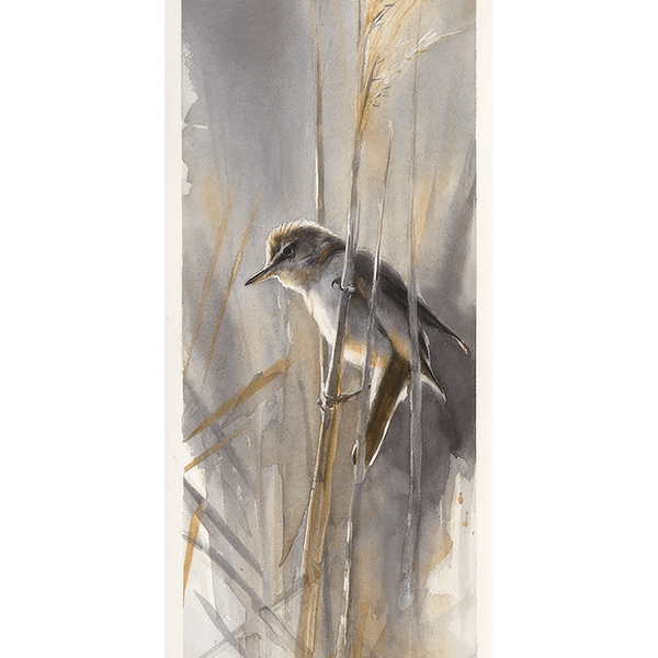 Great Reed Warbler - by artist Gunnar Tryggmo – Turner Fine Art