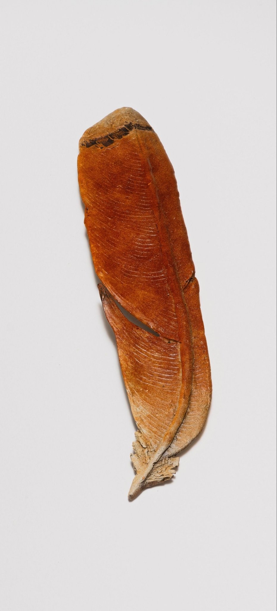 Hawk Feather - by artist Paul Rhymer – Turner Fine Art