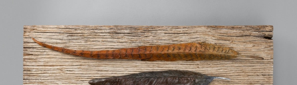 Pheasent Feather