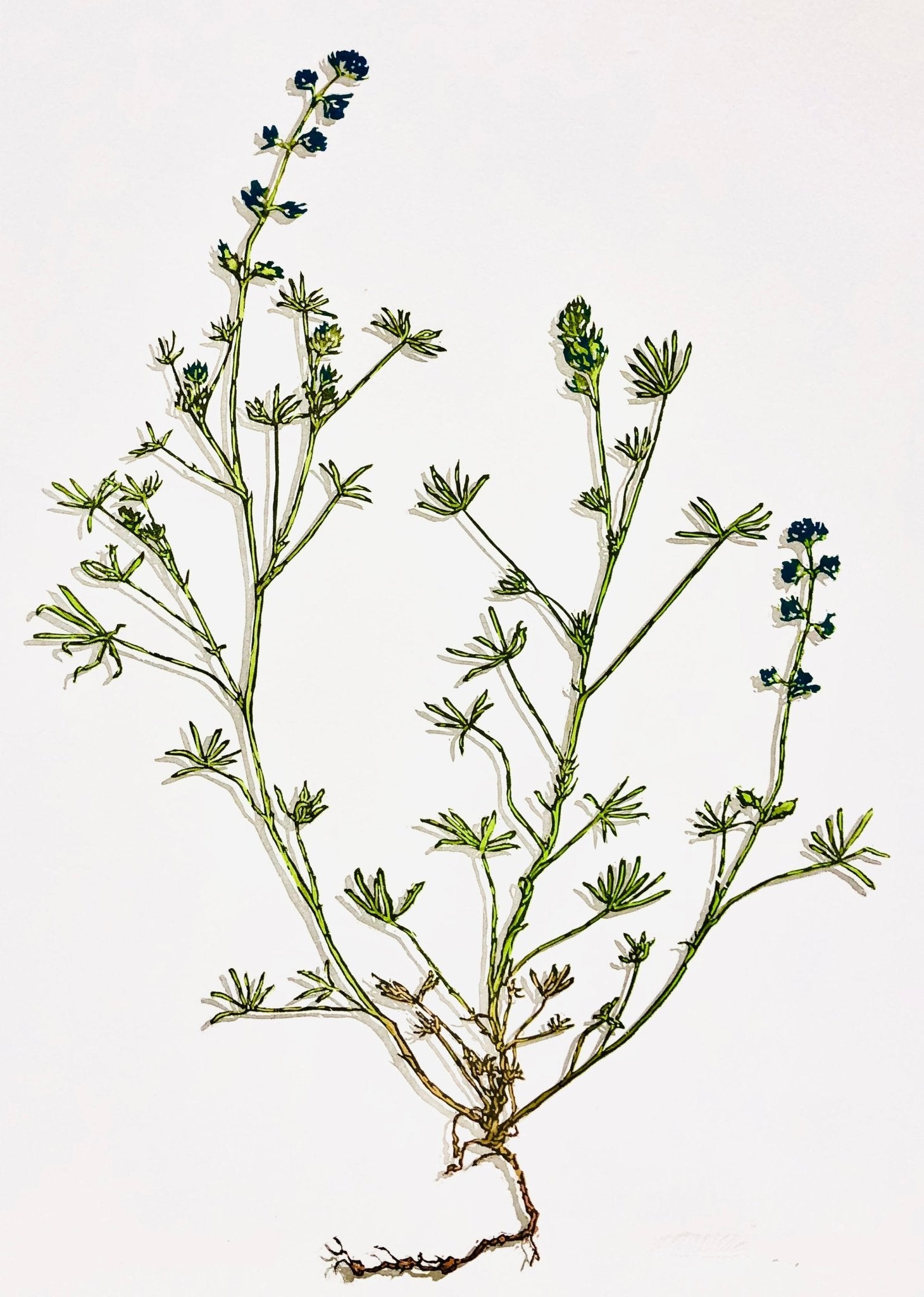 Lupinus Bicolor - by artist Monique Wales – Turner Fine Art