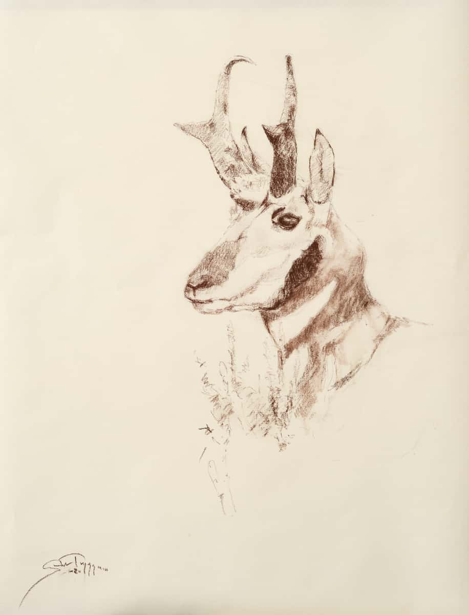 Pronghorn Study - by artist Gunnar Tryggmo – Turner Fine Art