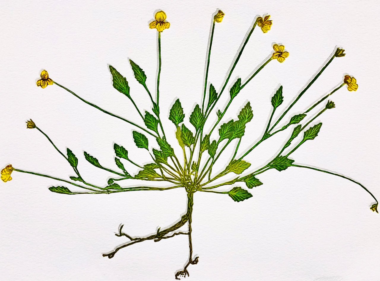 Viola Purpurea - by artist Monique Wales – Turner Fine Art