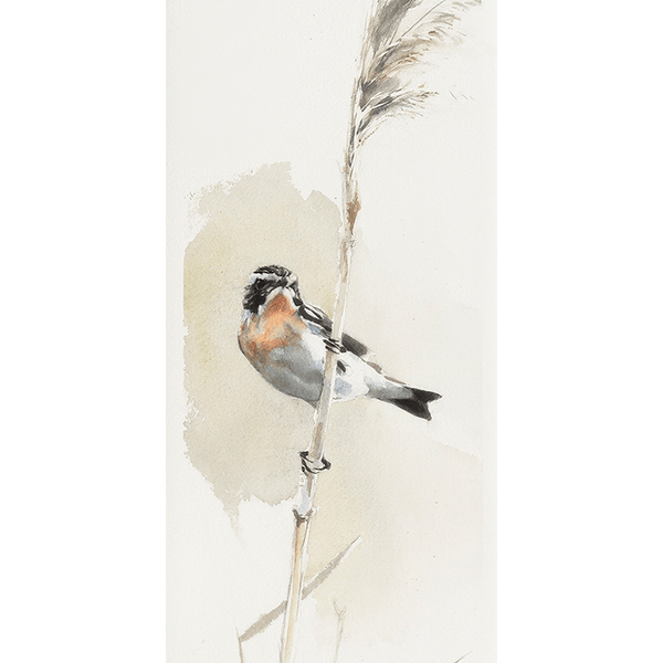 Winchat - by artist Gunnar Tryggmo – Turner Fine Art