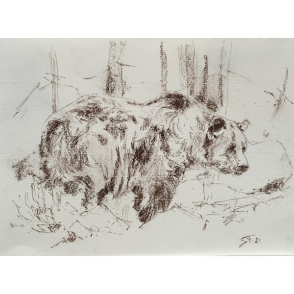Grizzly Study