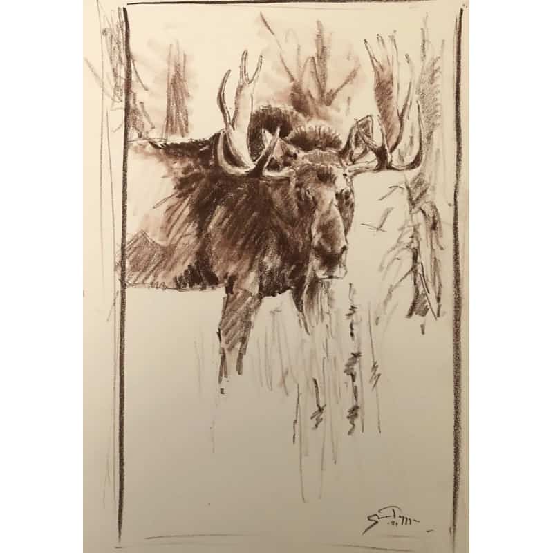 Moose Encounter Sketch